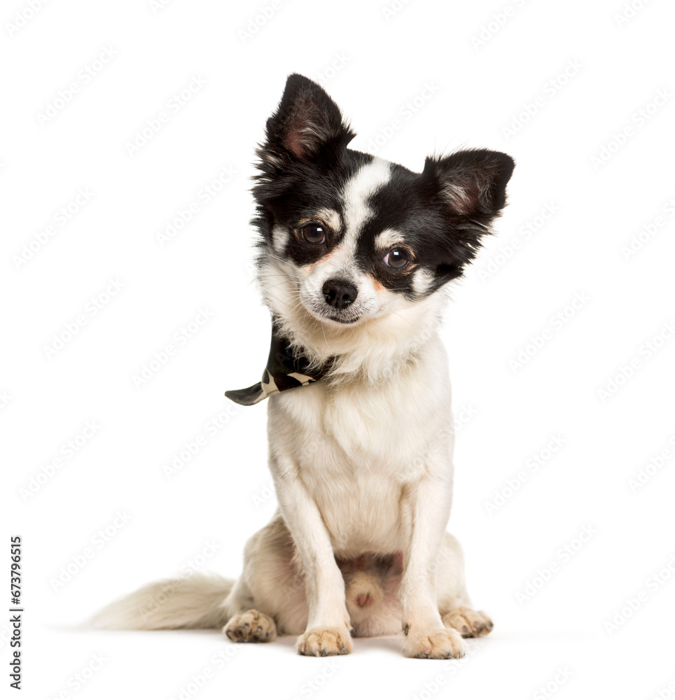 Chihuahua sitting against white background Chihuahua sitting against white background