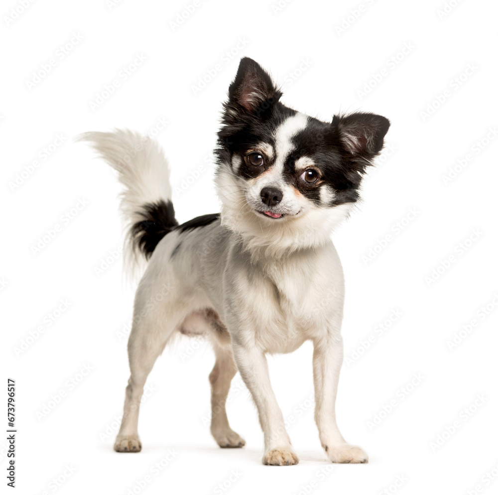 Chihuahua standing against white background