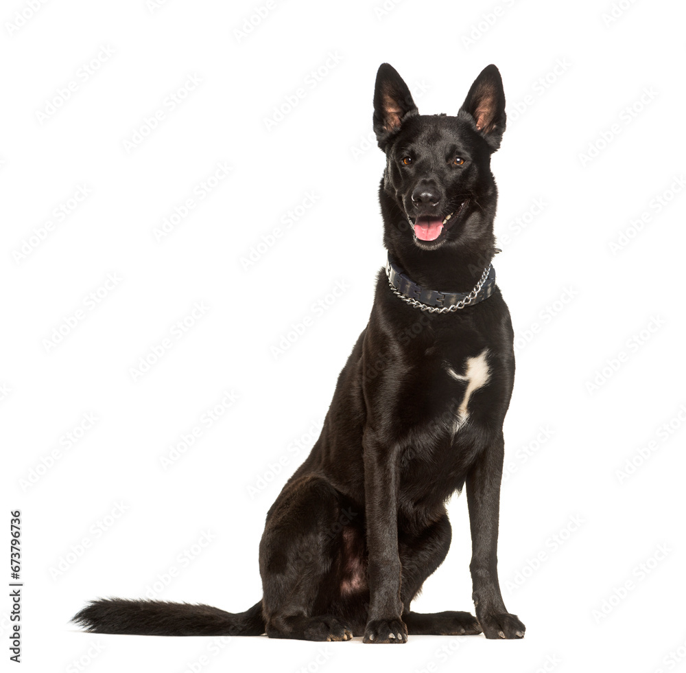 Malinois looking at camera against white background