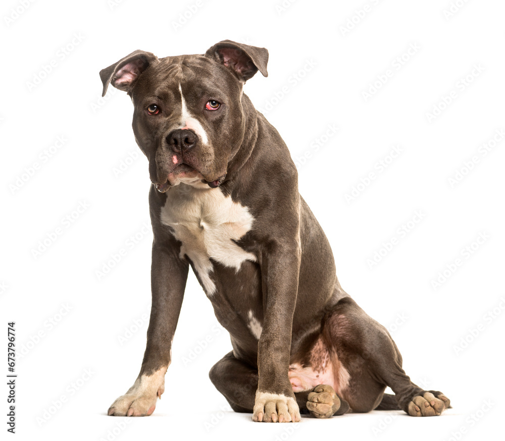 American Staffordshire Terrier sitting against white background