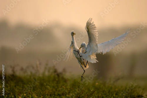 Egrets fighting in Sunrsie   photo