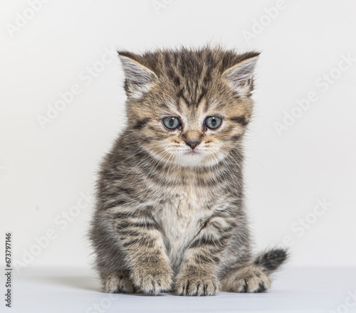 british longhair kitten on a white paper background © Eric Isselée