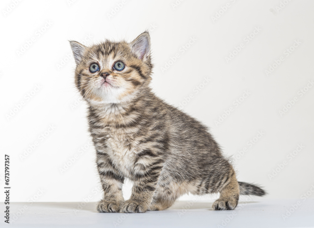 british longhair kitten on a white paper background british longhair kitten on a white paper background