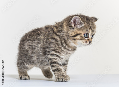 Fototapeta Naklejka Na Ścianę i Meble -  british longhair kitten on a white paper background