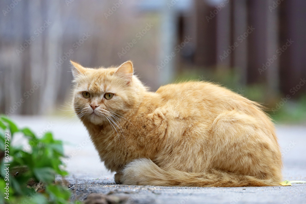 Portrait of red cat sitting on a street