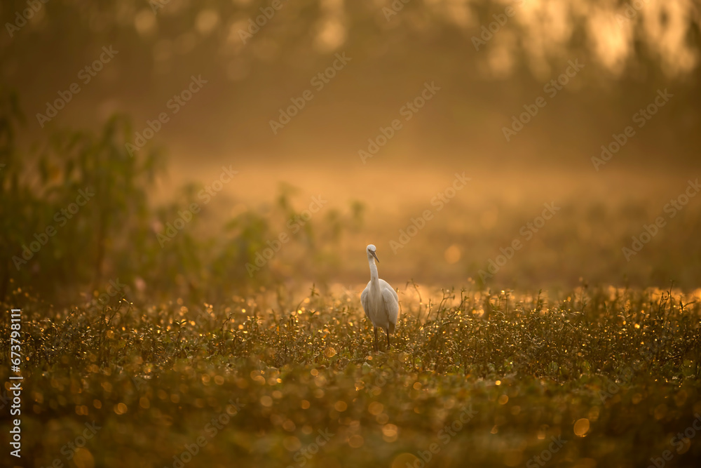 Fototapeta premium bird in the field