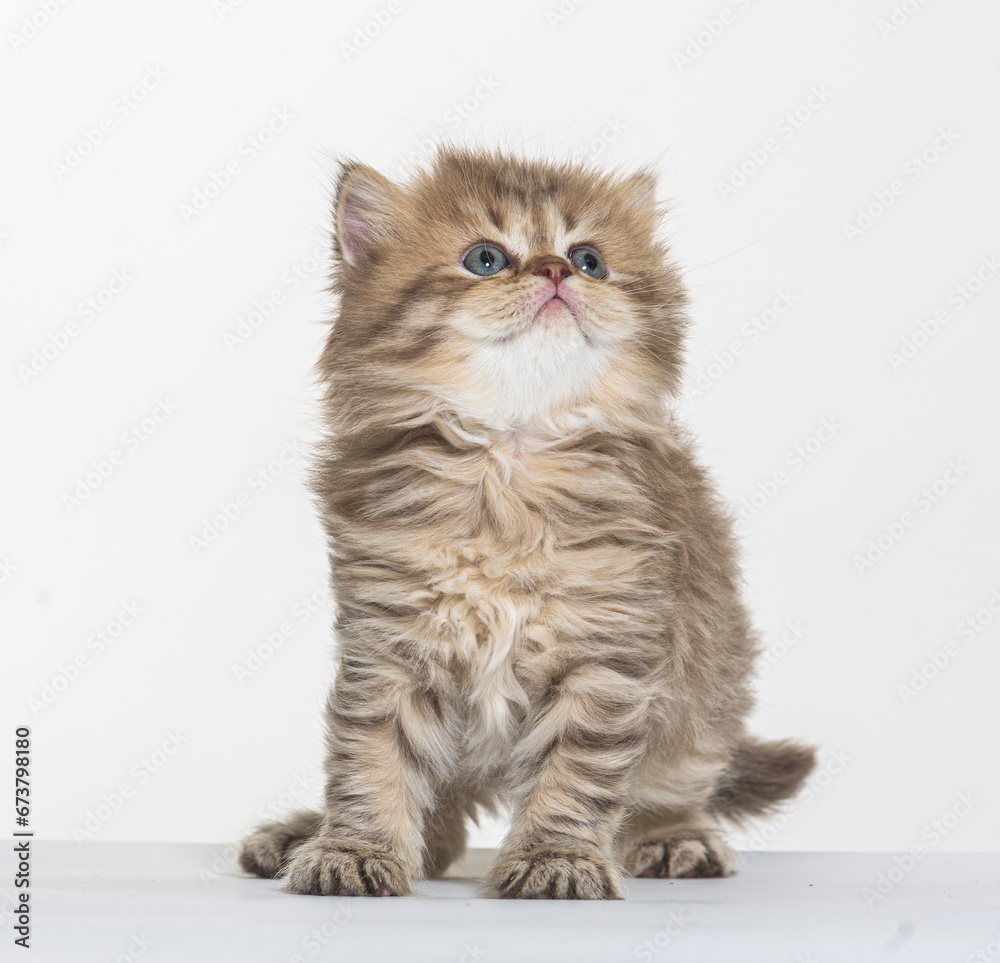 british longhair kitten on a white paper background british longhair kitten on a white paper background