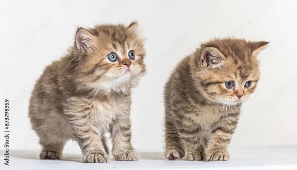 Obraz premium british longhair kitten on a white paper background