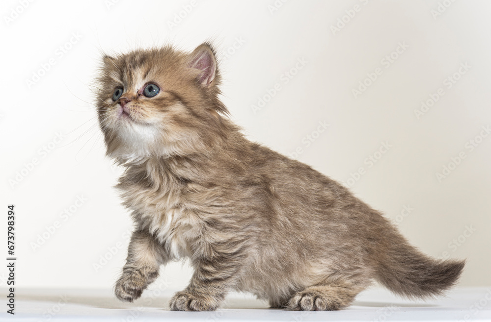 british longhair kitten on a white paper background