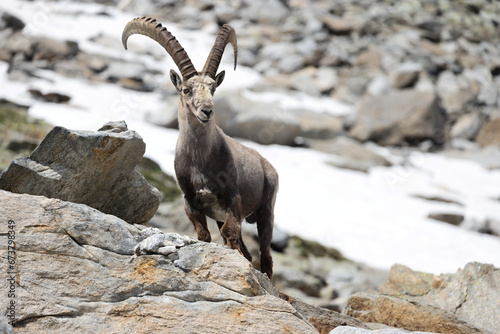 Ibex walks on stones at three thousand meters above sea level
