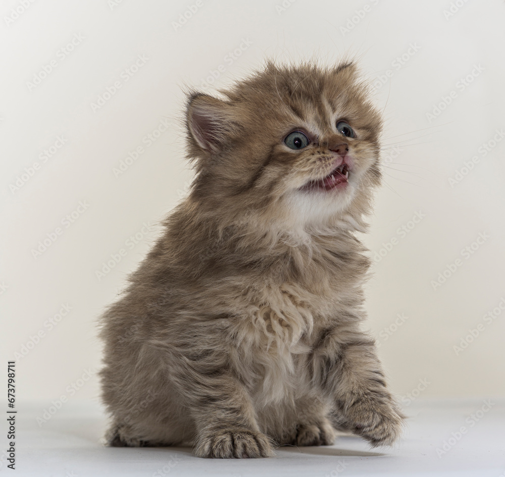 Fototapeta premium british longhair kitten on a white paper background