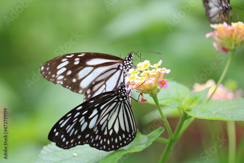 butterfly on a flower a pair of Parantica sita butterflies twirl in a mating dance in the lush Philippine backdrop.
