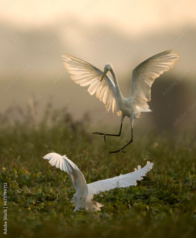 Obraz premium Great egrets Fight in Wetland in morning