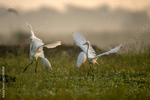 Great egrets Fighting in morning in Wetlan d photo