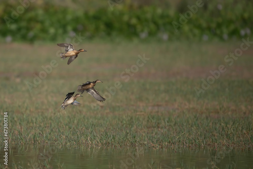 Ducks Flying in Fields 