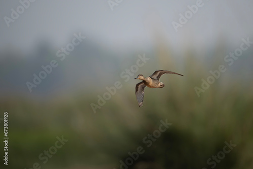 Common teal Female Duck Flying in Morning 