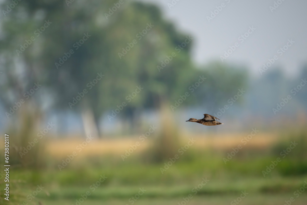 Fototapeta premium Green Winged teal Flying