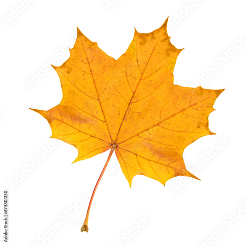 Yellow maple leaf isolated on transparent background.
