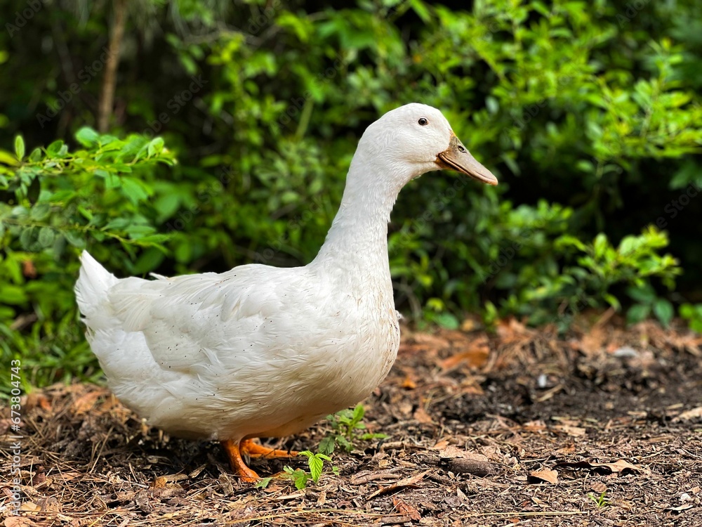 White Pekin duck is walking through an outdoor landscape featuring lush green tree-filled fields White Pekin duck is walking through an outdoor landscape featuring lush green tree-filled fields