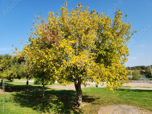 Fotografi In the autumn, an ash-leaved maple (Acer negundo) is a dioecious maple species from the maple family (Aceraceae), native to North America