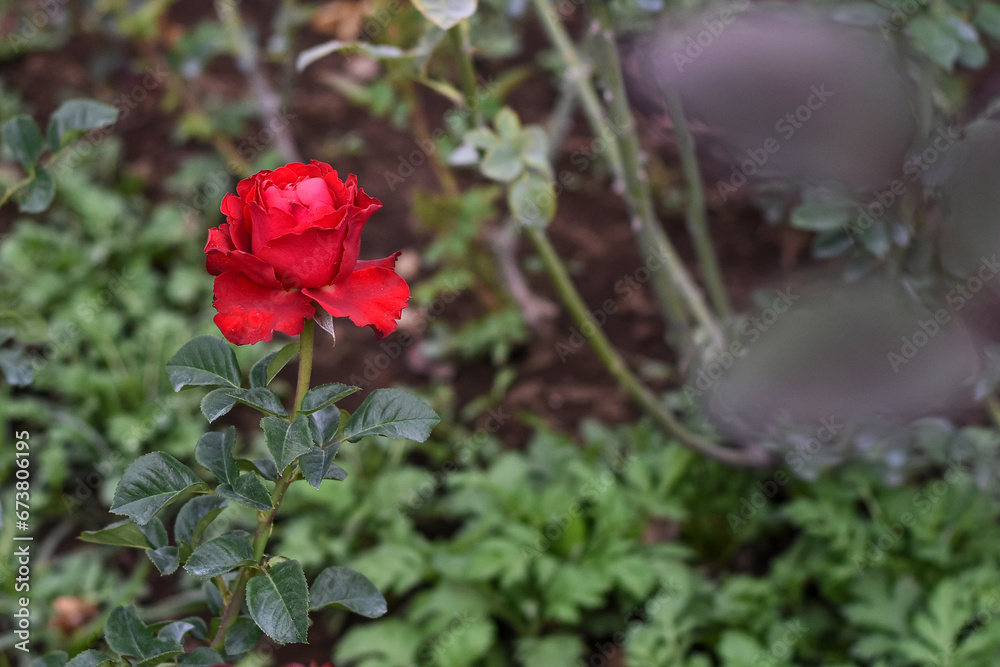 Fototapeta premium Red rose plant in the garden, close up photo