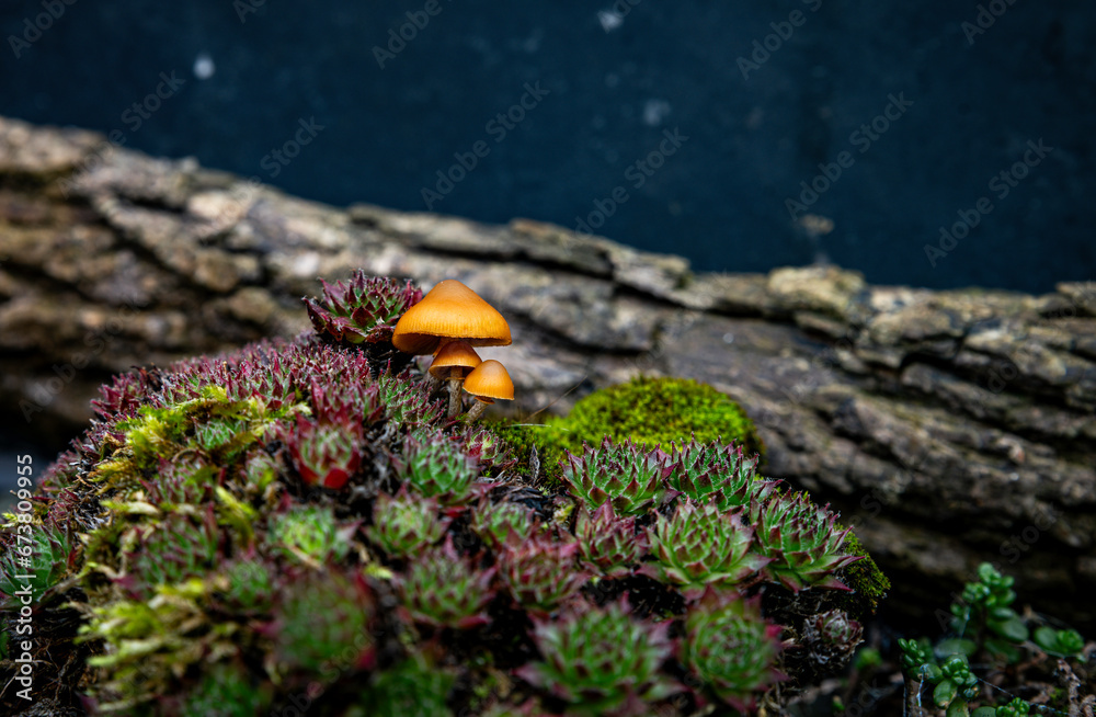 miniature mushroom in the garden miniature mushroom in the garden