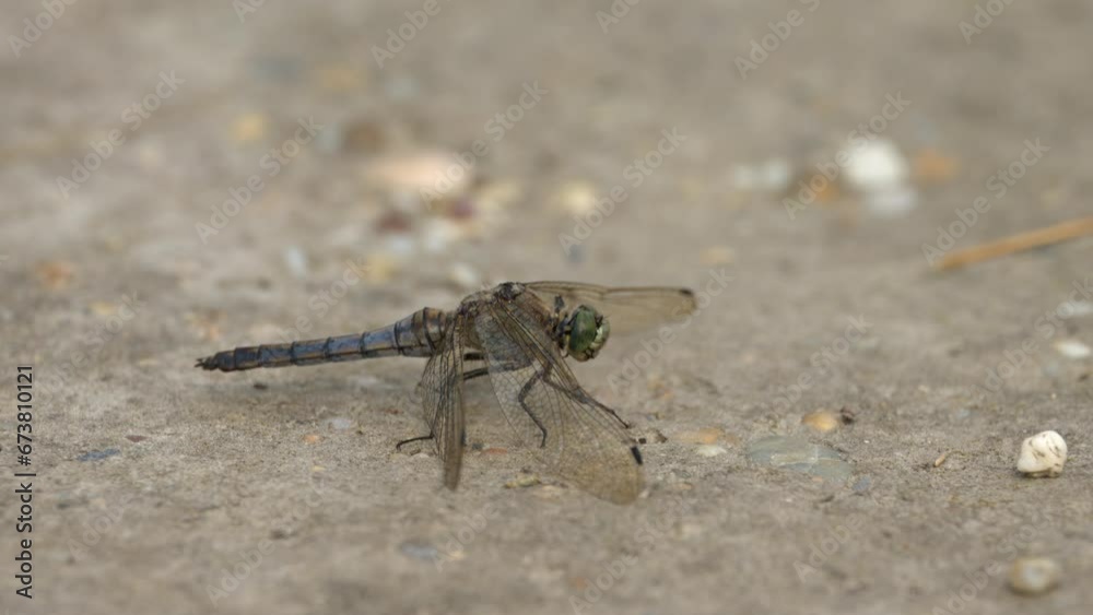 A black tailed skimmer resting on the ground A black tailed skimmer resting on the ground