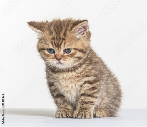 british longhair kitten on a white paper background