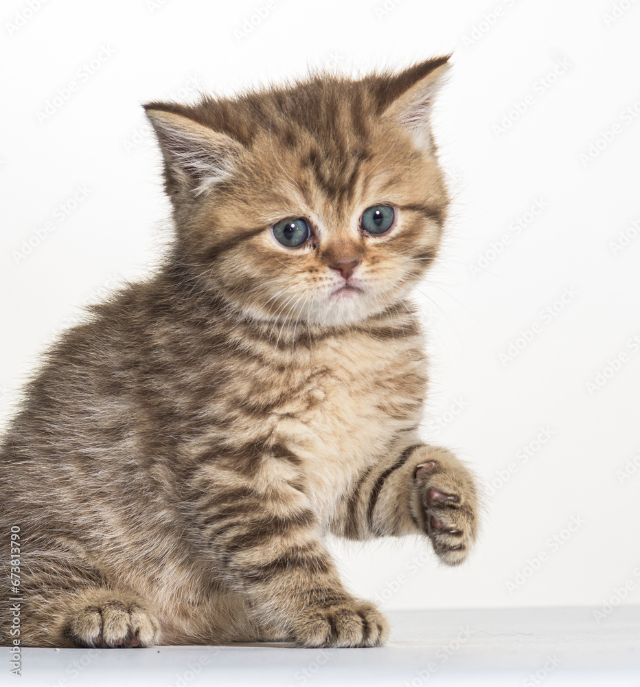 Obraz premium british longhair kitten on a white paper background