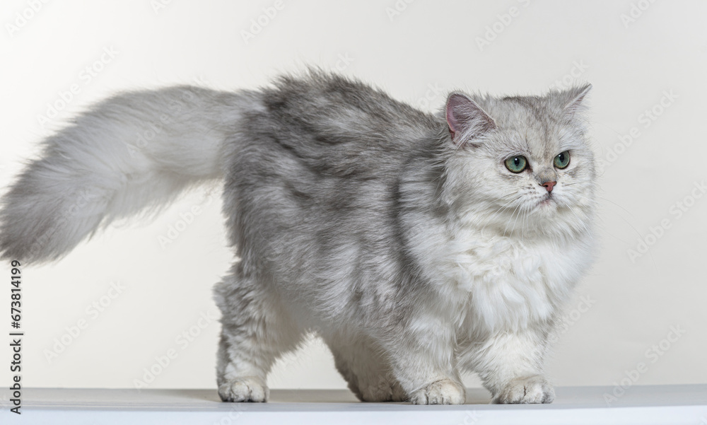 british longhair on a white paper background british longhair on a white paper background