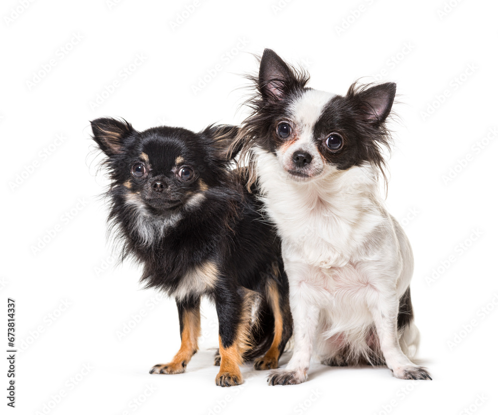 two chihuahua together, isolated on white two chihuahua together, isolated on white