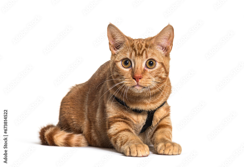 Fototapeta premium Ginger crossbreed cat, isolated on white