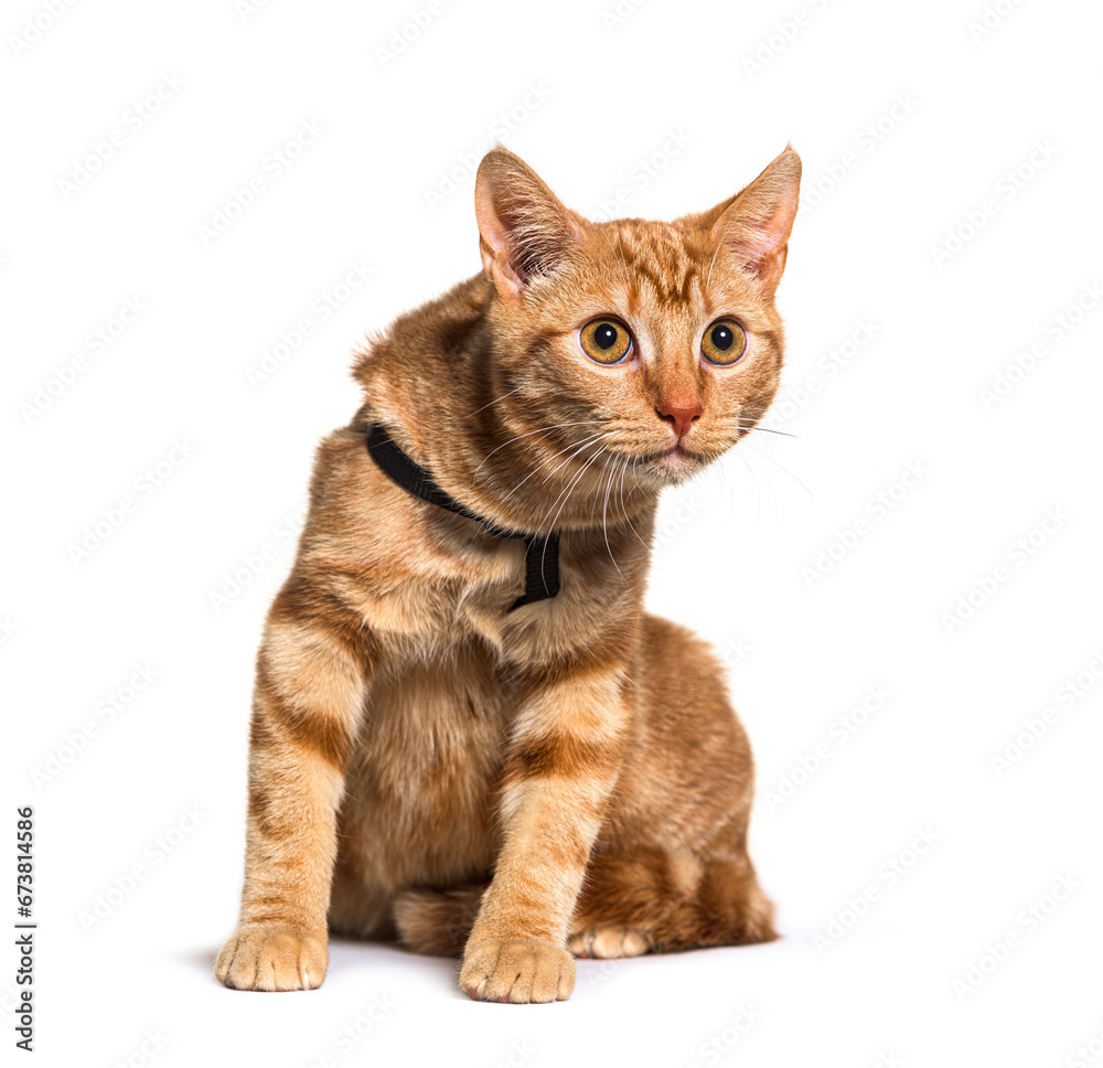 Ginger crossbreed cat, isolated on white