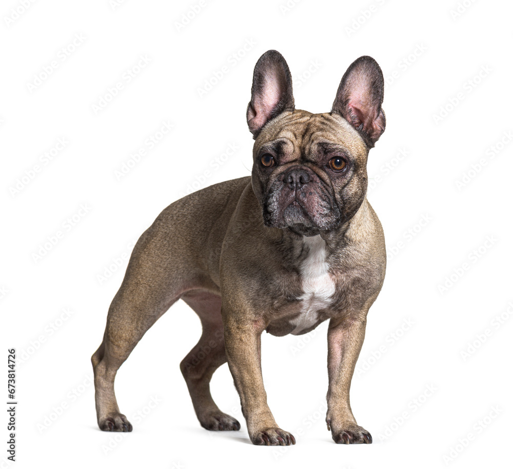 French bulldog isolated on white