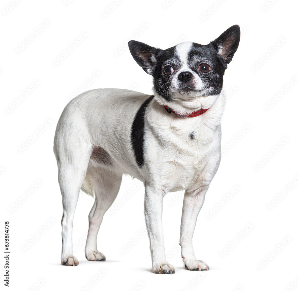 Mixedbreed dog isolated on white