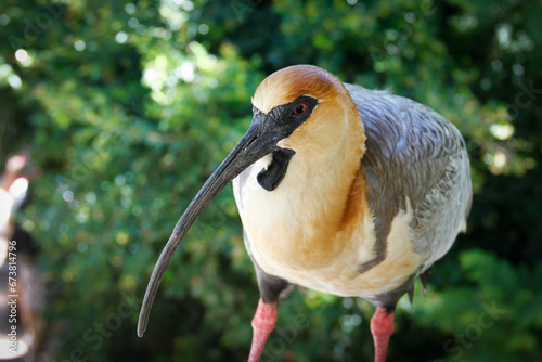 Theristicus melanopis - Black-faced Ibis