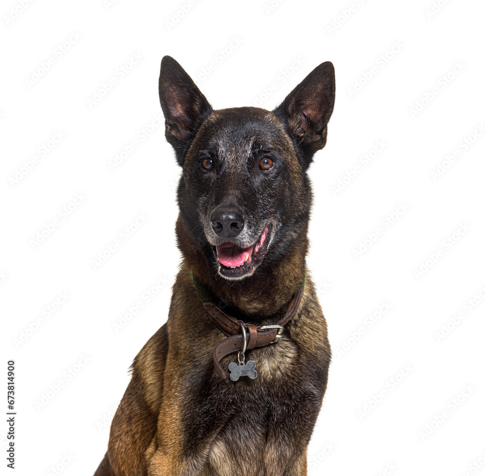 Tervuren or Malinois dog isolated on white