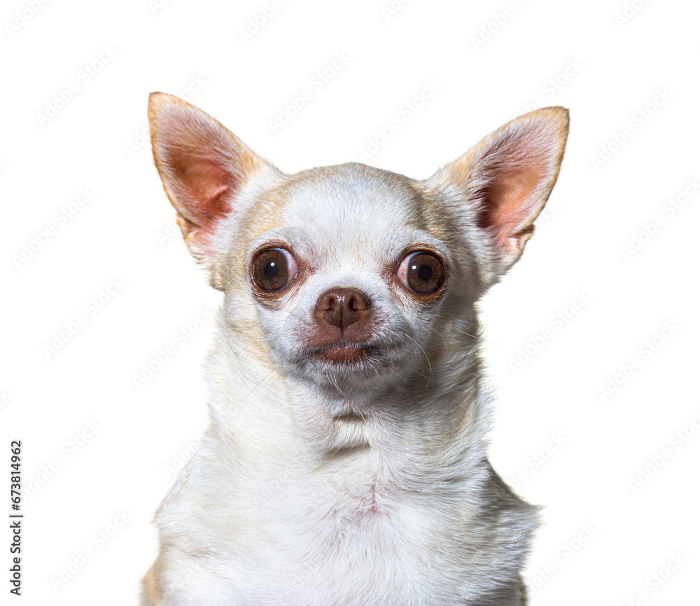 Mixedbreed dog isolated on white Mixedbreed dog isolated on white