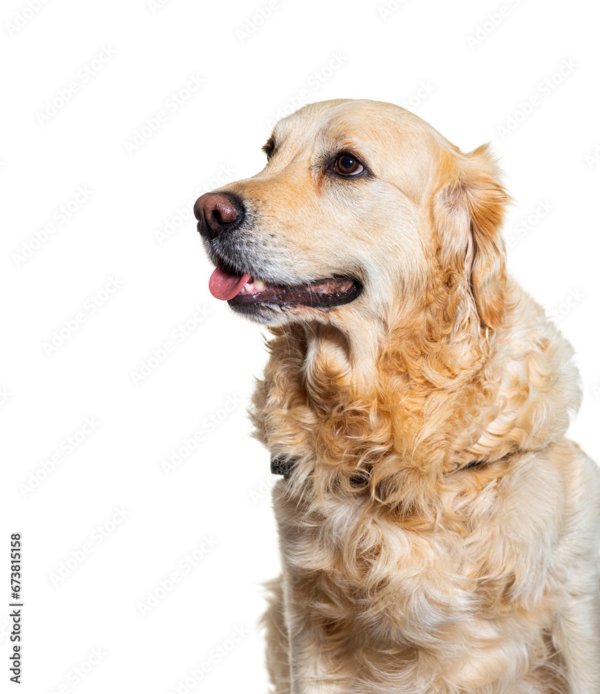 Golden retriever dog isolated dog