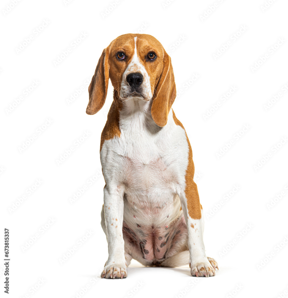 Beagle sitting isolated on white