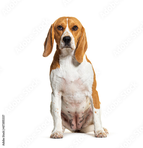 Beagle sitting isolated on white