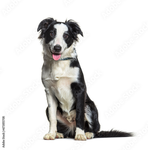 Border collie dog isolated on white © Eric Isselée