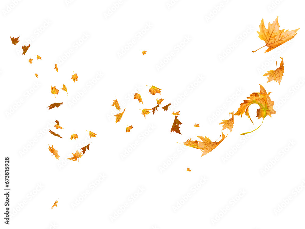 autumn leaves falling and flying  by the wind isolated for background - 3d rendering - obrazy, fototapety, plakaty 