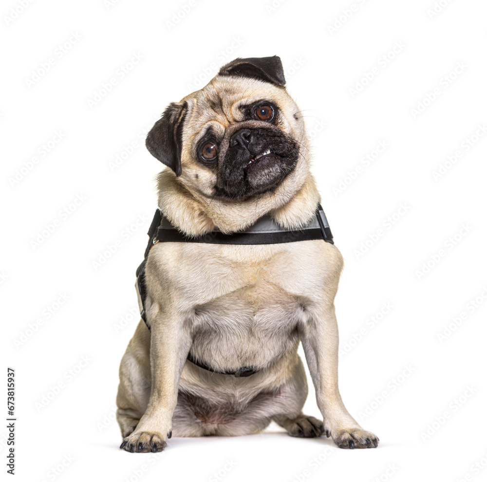 Pug in front, isolated on white Pug in front, isolated on white