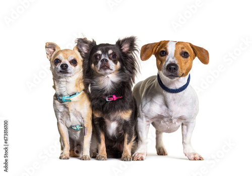 Fototapeta Naklejka Na Ścianę i Meble -  three dogs Chihuahuas and jack russel terrier