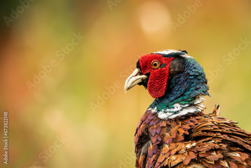 pheasant closeup 