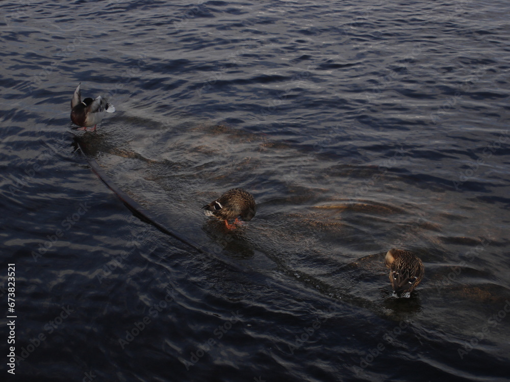 Fototapeta premium ducks in the water