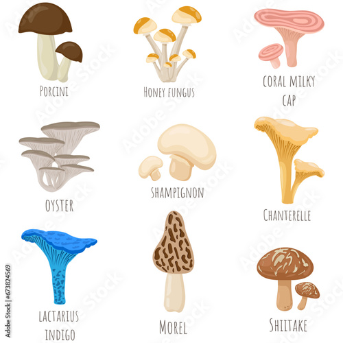 Edible Mushrooms Set isolated on white. Porcini, honey fungus, coral milky cap, oyster, shampignon, chanterelle, lactarius indigo, morel, shiitake
