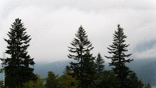 mountain view forest landscape Poland Zakopane