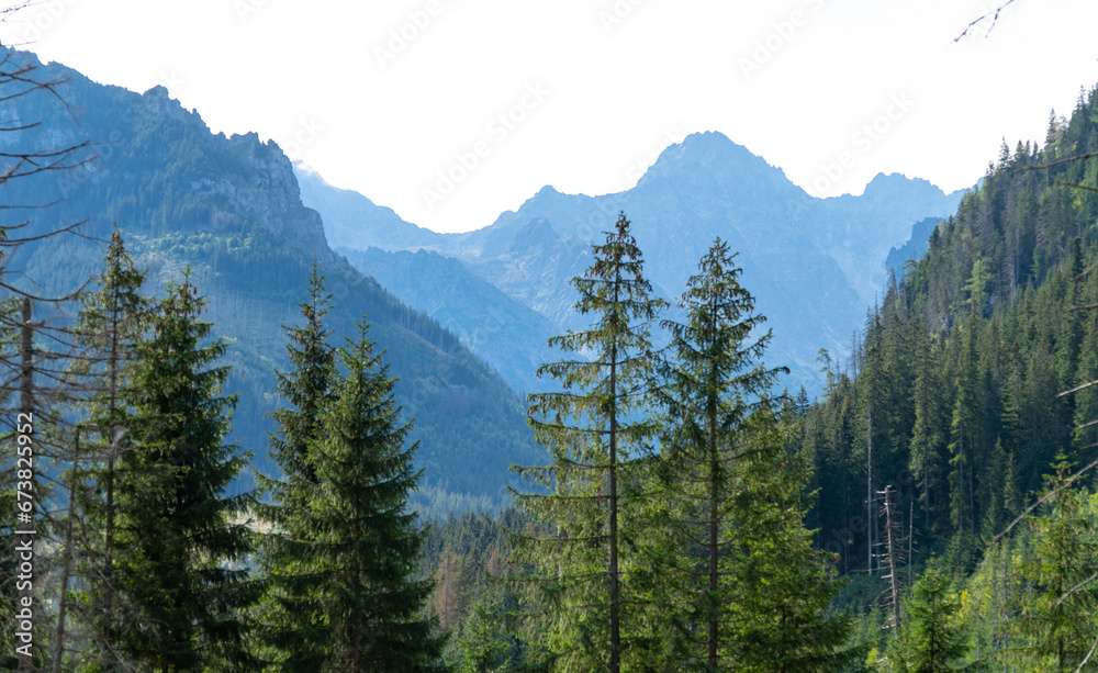 Fototapeta premium mountain view forest landscape Poland Zakopane